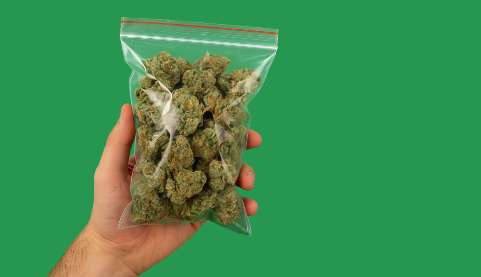 A hand holding a sealed plastic bag filled with cannabis buds, visually representing a pound of weed
