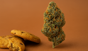 GMO Cookies cannabis bud standing next to chocolate chip cookies on a warm brown background