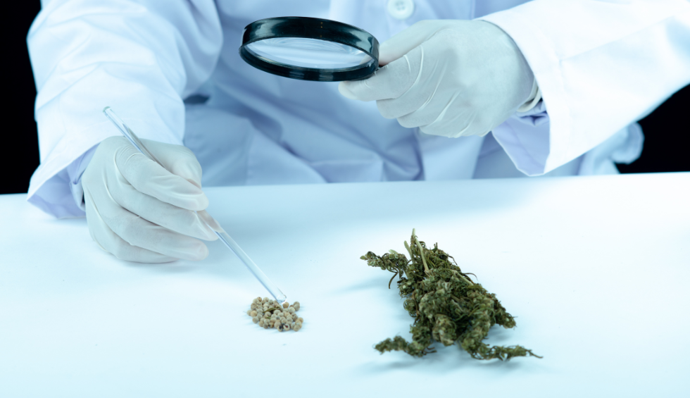 Scientist examining cannabis and seeds in a lab, highlighting medical benefits of the Fruity Pebbles strain