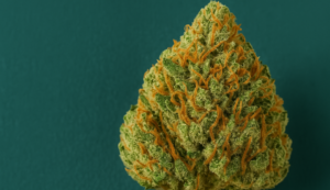 A dense Trainwreck cannabis bud with vibrant orange hairs, representing Trainwreck strain information and potency