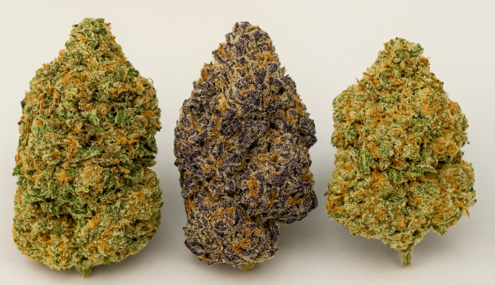 Three distinct Biscotti weed strain buds—ranging in color from bright green to deep purple—displayed against a neutral background