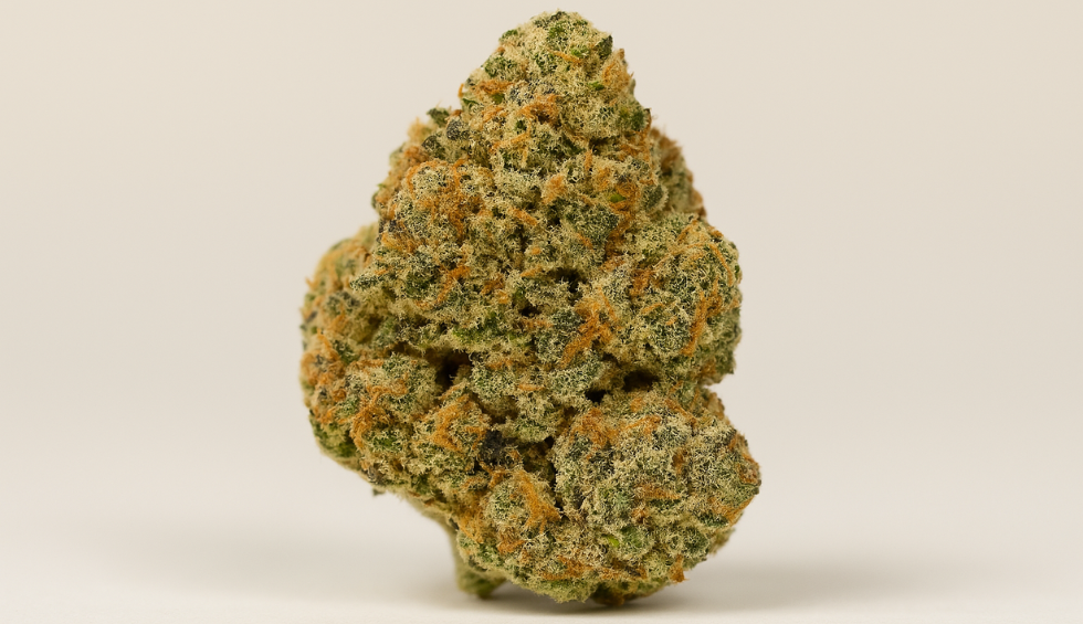 Close-up of a dense Biscotti weed nug, showcasing its frosty trichomes and orange hairs against a neutral beige background