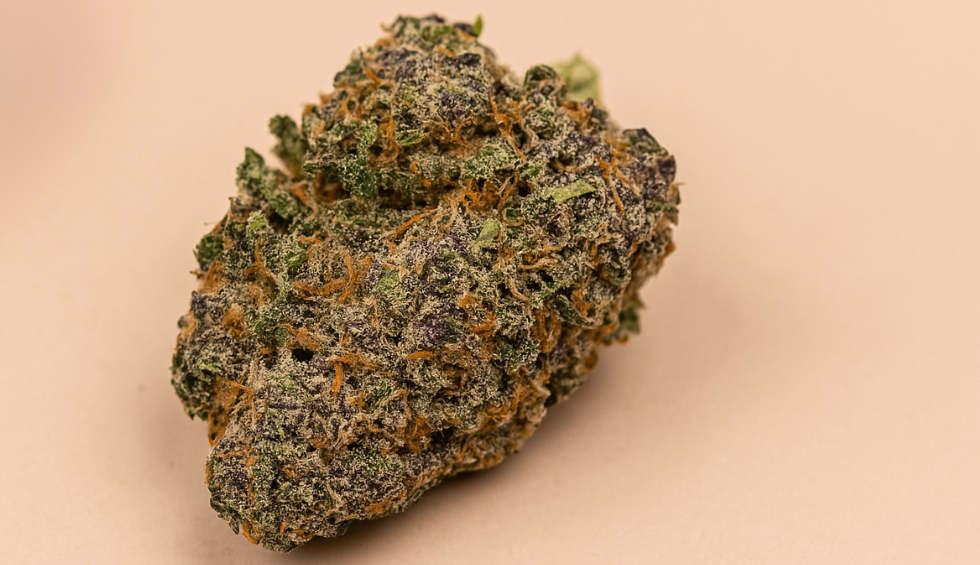 Close-up of a dense GMO Cookies cannabis bud with green, purple, and orange trichomes