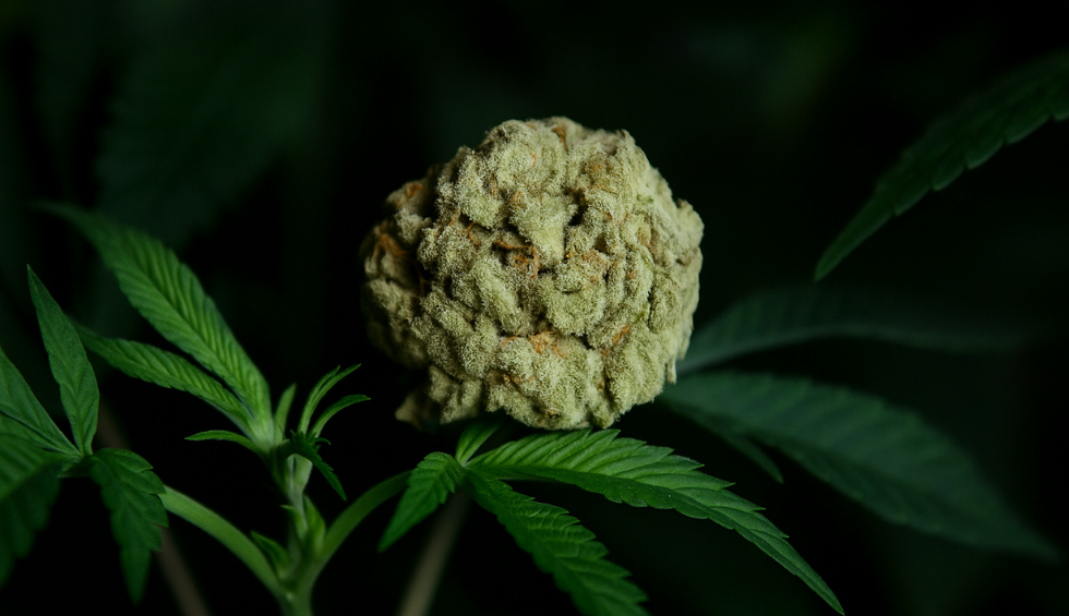 A frosty White Rhino cannabis bud resting on vibrant green leaves, highlighting its rare quality