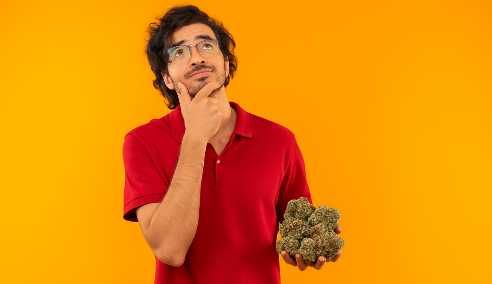 A man in a red shirt thoughtfully holds a large pound of bud, symbolizing the decision-making behind buying wholesale cannabis