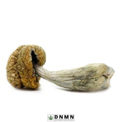 Code Blue Magic Mushroom - Buy Weed Online - Dispensary Near Me Now