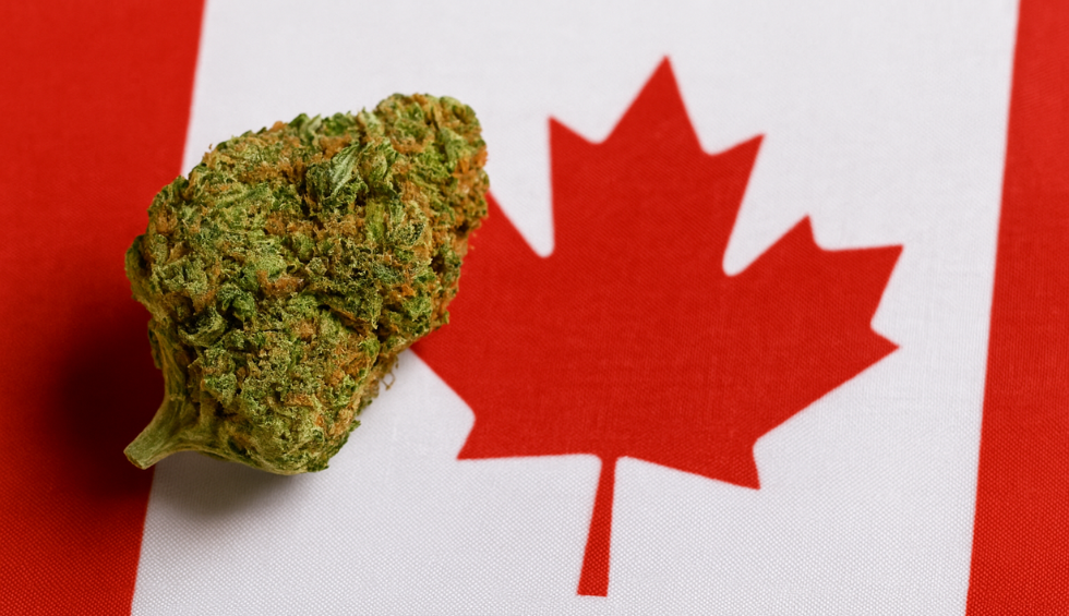 Pineapple Express cannabis bud on Canadian flag, suggesting its popularity and availability for Canadian consumers