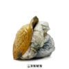 Dino Eggs Magic Mushroom - Buy Weed Online - Dispensary Near Me Now