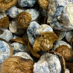 Dino Eggs Magic Mushroom - Online Dispensary Canada - Dispensary Near Me Now