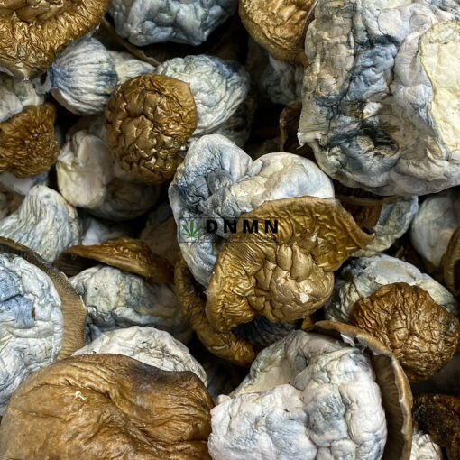 Dino Eggs Magic Mushroom - Online Dispensary Canada - Dispensary Near Me Now