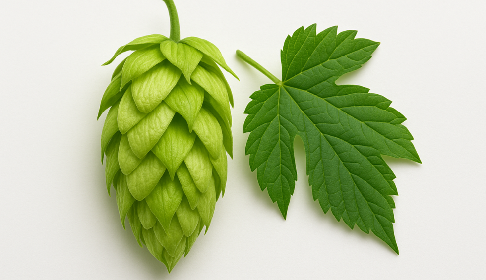 Humulene-rich hop cone and leaf, a key terpene found in the Wedding Cake strain known for its earthy and herbal aroma