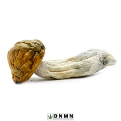 Makshak Magic Mushroom - Buy Weed Online - Dispensary Near Me Now