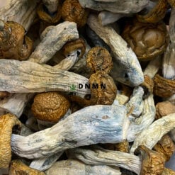 Makshak Magic Mushroom - Online Dispensary Canada - Dispensary Near Me Now