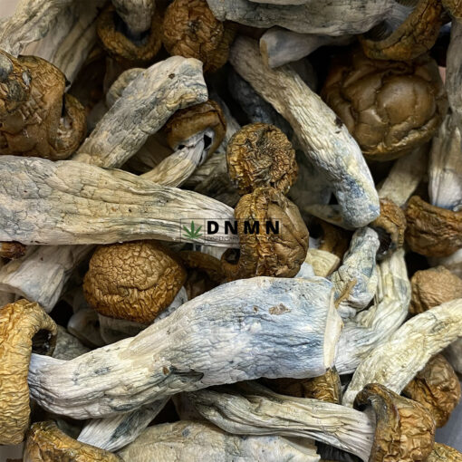 Makshak Magic Mushroom - Online Dispensary Canada - Dispensary Near Me Now
