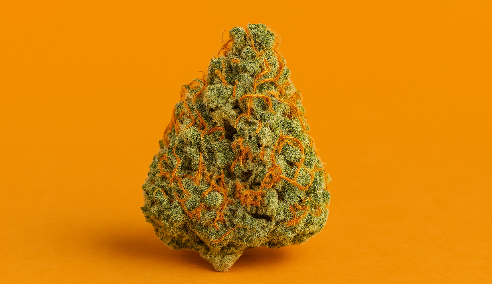 Orange Candy cannabis bud with vibrant orange hairs and frosty green trichomes on a bright orange background