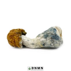 Texas Yellow Cap Magic Mushroom - Buy Weed Online - Dispensary Near Me Now