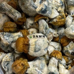 Texas Yellow Cap Magic Mushroom - Online Dispensary Canada - Dispensary Near Me Now