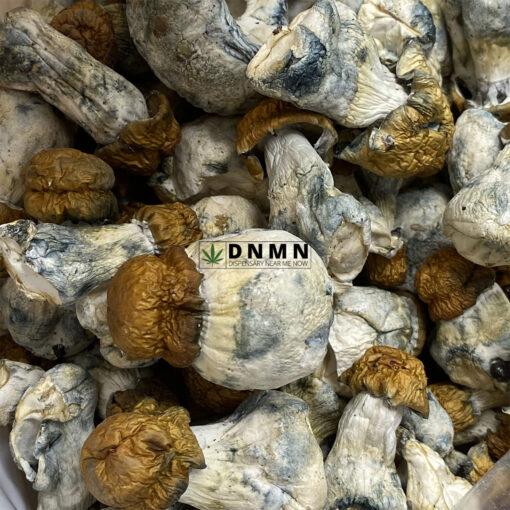 Texas Yellow Cap Magic Mushroom - Online Dispensary Canada - Dispensary Near Me Now
