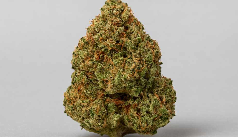 Pine Tar Kush cannabis bud close-up showcasing one of the top underrated strains from our online weed dispensary