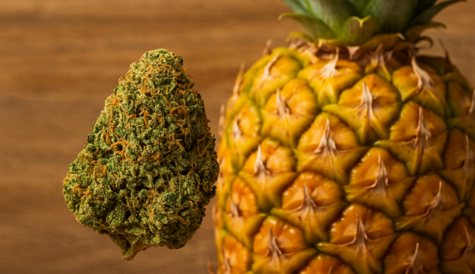 Close-up of Pineapple Express strain bud next to fresh pineapple, highlighting tropical aroma and vibrant appearance