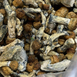 Xenu Magic Mushroom - Online Dispensary Canada - Dispensary Near Me Now