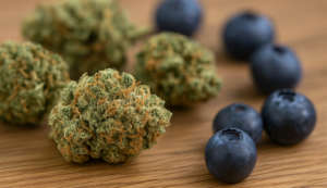 Blueberry Dream strain cannabis buds with fresh blueberries on a wooden surface, highlighting its berry aroma and flavor