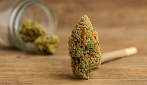 Dense cannabis bud with orange hairs in front of a rolled joint, with more buds blurred in the background