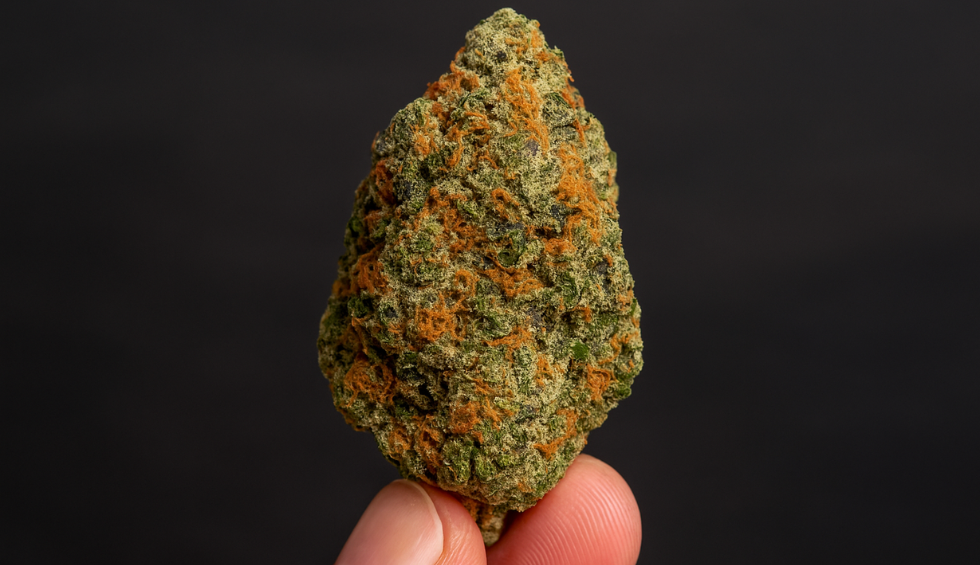 Hand holding a vibrant green and orange Rainbow Sherbet cannabis bud, highlighting its dense structure and frosty trichomes