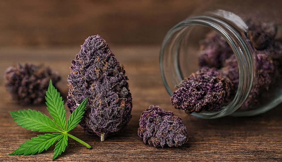 Deep purple cannabis buds with green leaf spilling from glass jar on wooden surface, showcasing colorful strains