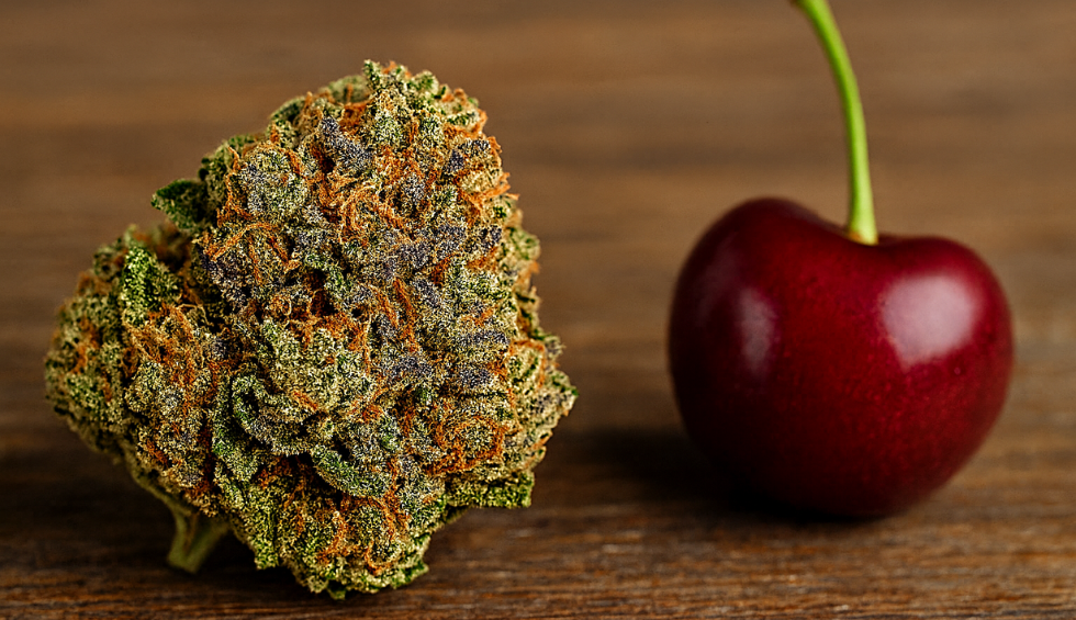 Cherry Pie cannabis bud with deep orange hairs beside a fresh red cherry on a wooden surface