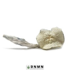 Albino Extra Terrestrial Magic Mushroom - Buy Weed Online - Dispensary Near Me Now