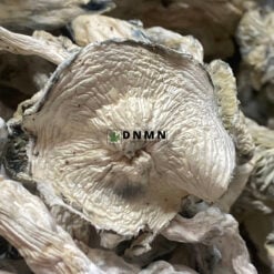 Albino Extra Terrestrial Magic Mushroom - Cheap Weed Canada - Dispensary Near Me Now
