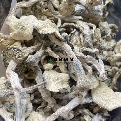 Albino Extra Terrestrial Magic Mushroom - Online Dispensary Canada - Dispensary Near Me Now