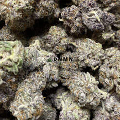 Black Gum LSO - Online Dispensary Canada - Dispensary Near Me Now