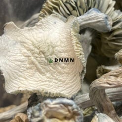 Jedi Mind Magic Mushroom - Cheap Weed Canada - Dispensary Near Me Now
