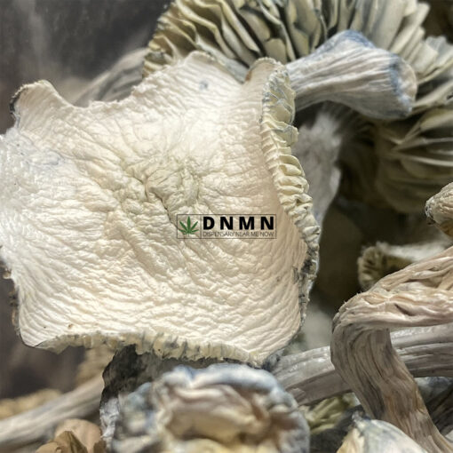 Jedi Mind Magic Mushroom - Cheap Weed Canada - Dispensary Near Me Now