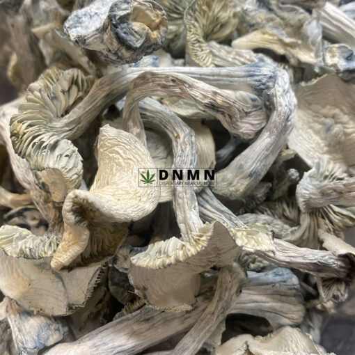 Jedi Mind Magic Mushroom - Online Dispensary Canada - Dispensary Near Me Now