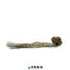 Penis Envy Magic Mushroom - Buy Weed Online - Dispensary Near Me Now