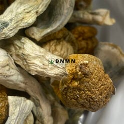 Penis Envy Magic Mushroom - Cheap Weed Canada - Dispensary Near Me Now