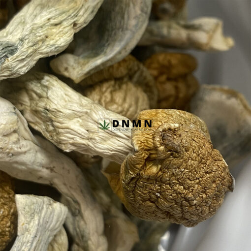 Penis Envy Magic Mushroom - Cheap Weed Canada - Dispensary Near Me Now