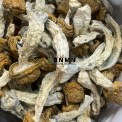 Penis Envy Magic Mushroom - Online Dispensary Canada - Dispensary Near Me Now