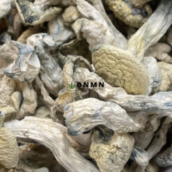 Snow White Magic Mushroom - Online Dispensary Canada - Dispensary Near Me Now