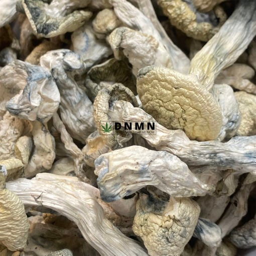 Snow White Magic Mushroom - Online Dispensary Canada - Dispensary Near Me Now