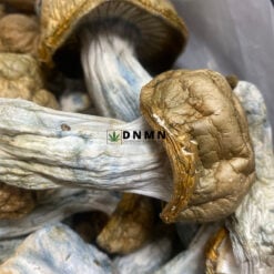 Tidal Wave Magic Mushroom - Cheap Weed Canada - Dispensary Near Me Now