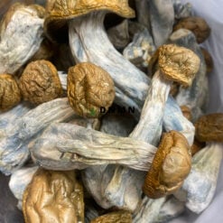 Tidal Wave Magic Mushroom - Online Dispensary Canada - Dispensary Near Me Now