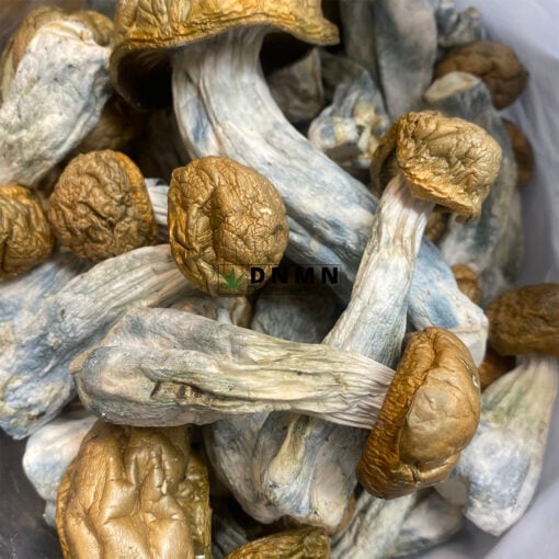 Tidal Wave Magic Mushroom - Online Dispensary Canada - Dispensary Near Me Now