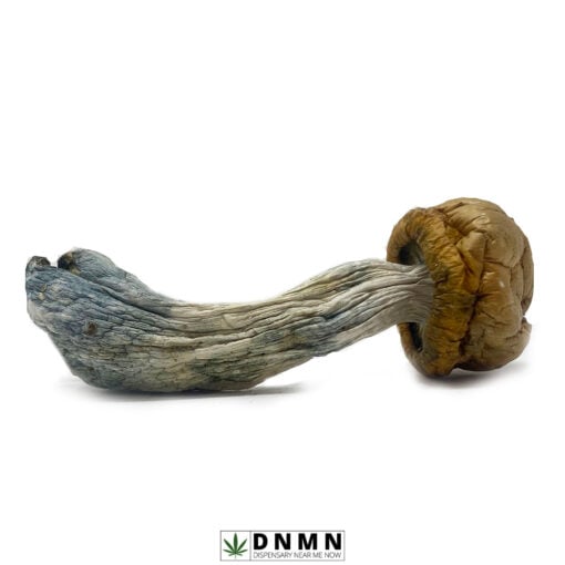 Vietnamese Magic Mushroom - Buy Weed Online - Dispensary Near Me Now