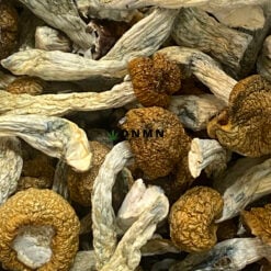 Vietnamese Magic Mushroom - Cheap Weed Canada - Dispensary Near Me Now