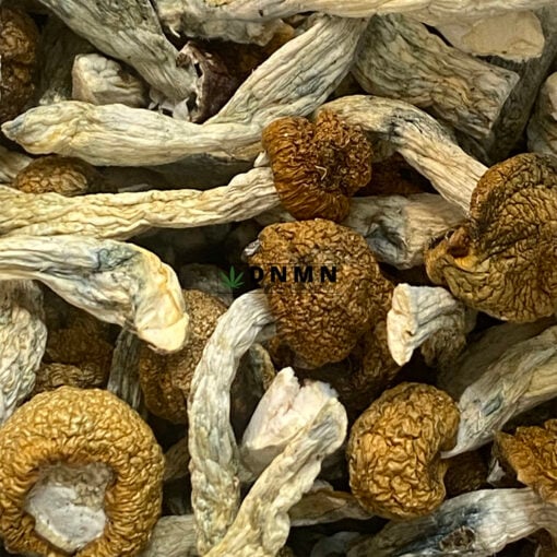 Vietnamese Magic Mushroom - Cheap Weed Canada - Dispensary Near Me Now