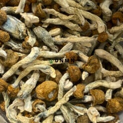 Vietnamese Magic Mushroom - Online Dispensary Canada - Dispensary Near Me Now